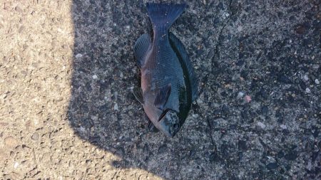 日曜日のんびり釣り