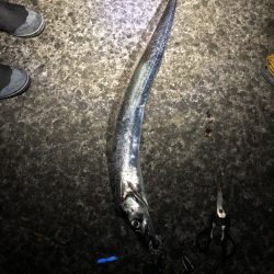 ドラゴンタチウオと中アジ