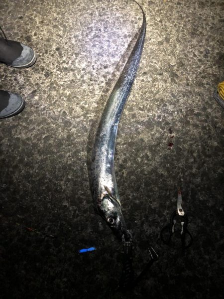 ドラゴンタチウオと中アジ