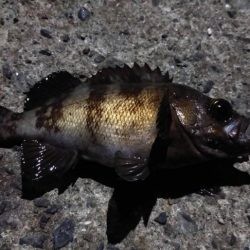 アジング～エギング