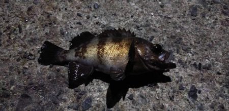 アジング～エギング