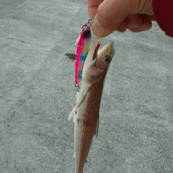 久々でホウボウ