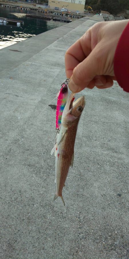 久々でホウボウ