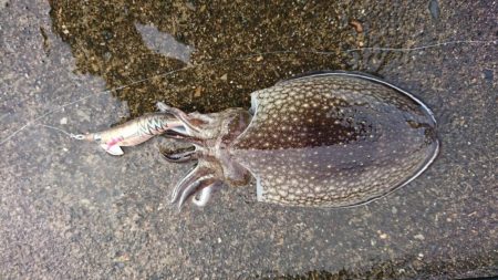 宮津でシリヤケイカ