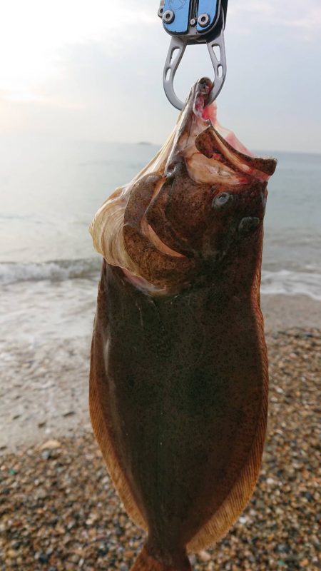 サーフヒラメ  まだいけそう！