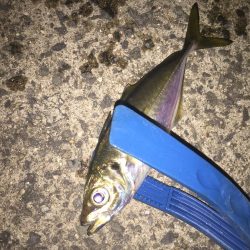 またまたアジング