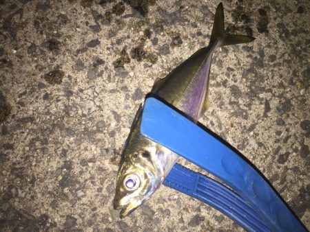 またまたアジング