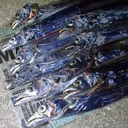 タチウオ ツ抜け