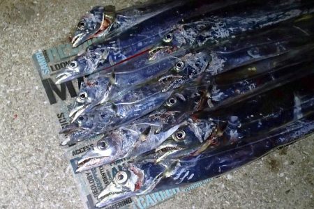 タチウオ ツ抜け