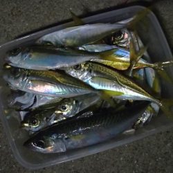 難易度高い タチウオ ウキ釣り