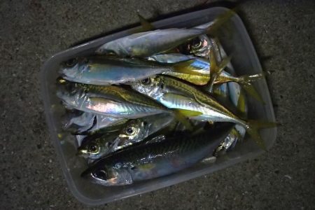 難易度高い タチウオ ウキ釣り