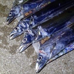 少ないアタリを拾って5匹