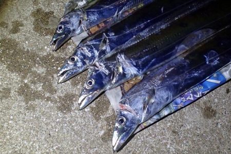 少ないアタリを拾って5匹