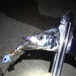 タチウオ テンヤは好調