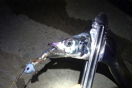 タチウオ テンヤは好調