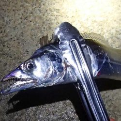 テンヤではタチウオ釣れる