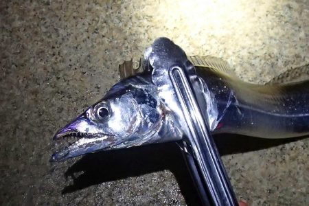テンヤではタチウオ釣れる