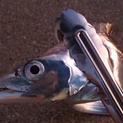 まだいける タチウオ