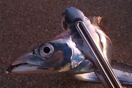 まだいける タチウオ