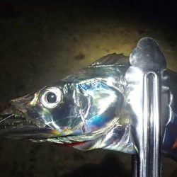 高活性 タチウオ6匹