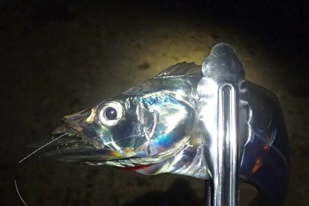 高活性 タチウオ6匹