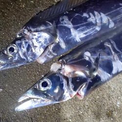 タチウオ ノマセ