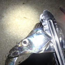 まだいける タチウオ＆サビキ