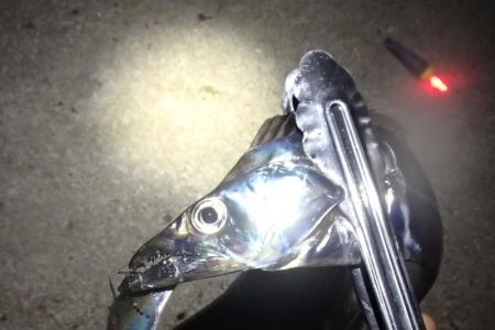 まだいける タチウオ＆サビキ