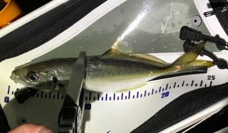 デブアジで釣り納め！