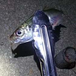 ノマセ釣り&サビキ釣り