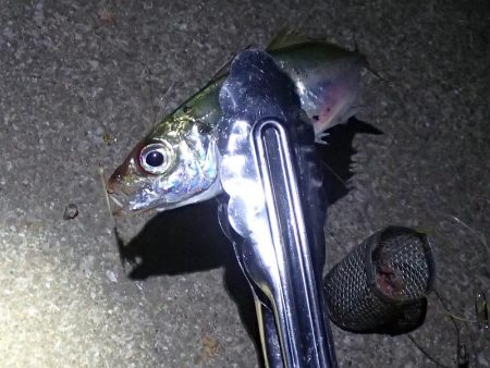 ノマセ釣り&サビキ釣り