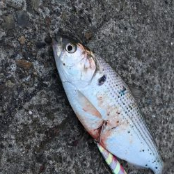 令和元年初魚種！