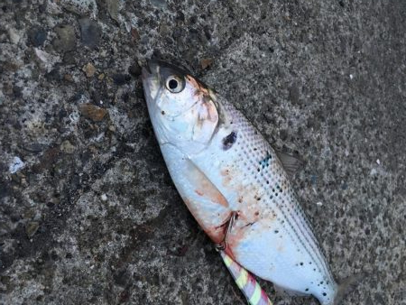 令和元年初魚種！