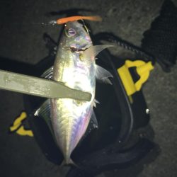 アジングの地合い