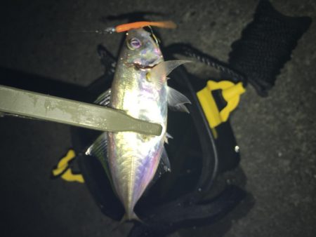 アジングの地合い