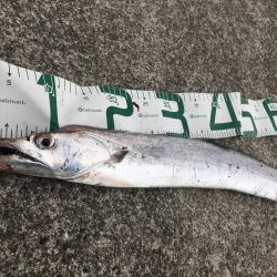 出た！ドラゴン！