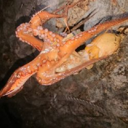 朝マズメ狙いエギング