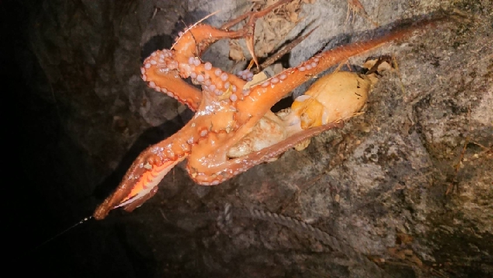 朝マズメ狙いエギング