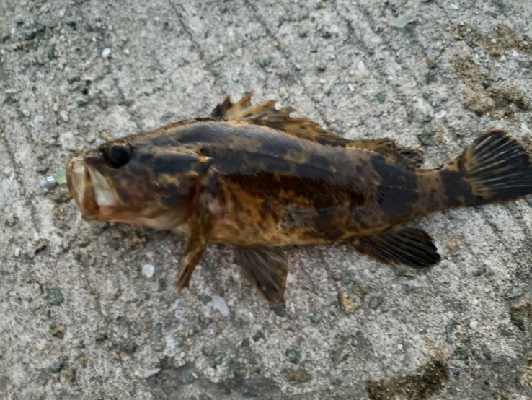 アジを探しに！