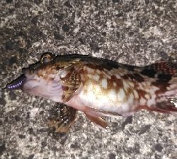 釣り納めにガシラGET！！