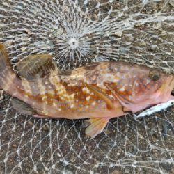 キジハタ16匹メバル1匹