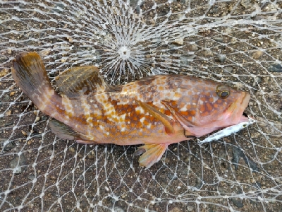 キジハタ16匹メバル1匹