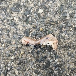 今年最後のクロダイ？