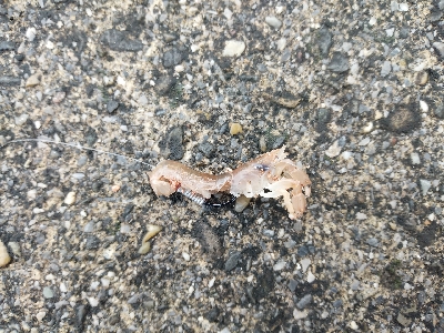 今年最後のクロダイ？