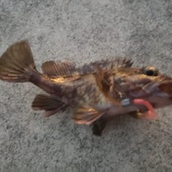 根魚は元気やった