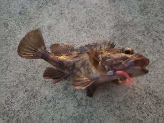 根魚は元気やった