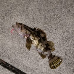 ヒイカ調査のはずが！