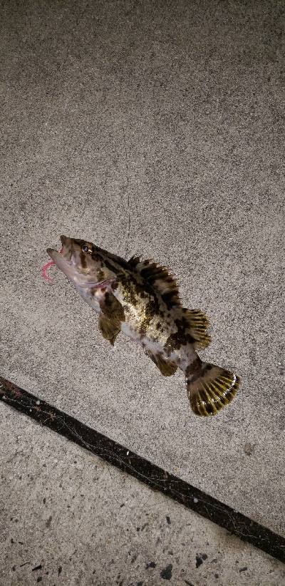 ヒイカ調査のはずが！