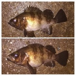 メバリンガー1855〜1935