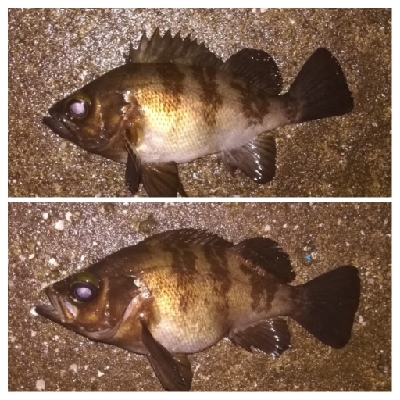 メバリンガー1855〜1935